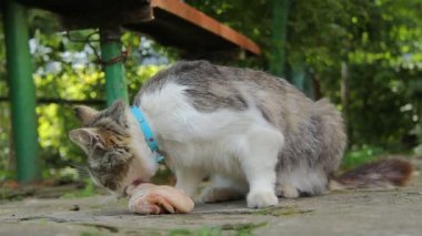 Sokakta kedi yer..