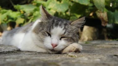 Kedi caddede yatıyor..