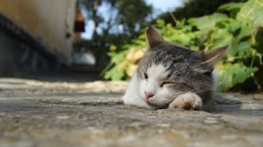 Kedi caddede yatıyor..