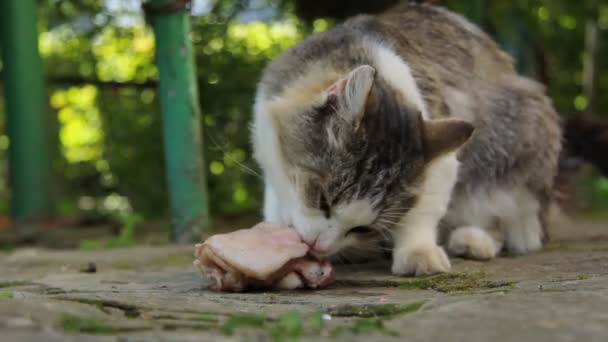 Kat Eten Straat — Stockvideo