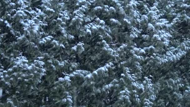 Neve Cespugli Tuja Stanno Cadendo Neve Invernale — Video Stock
