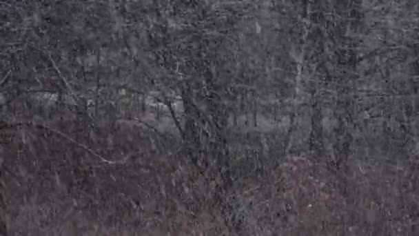 Nieve Invernal Grande Sobre Fondo Los Árboles Temporada Invierno — Vídeos de Stock