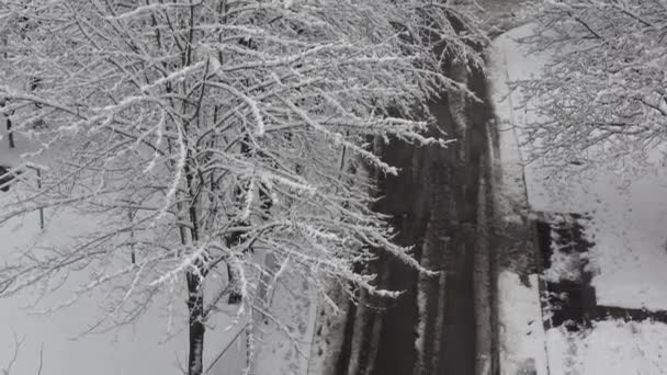树上覆盖着雪和柏油路 — 图库视频影像