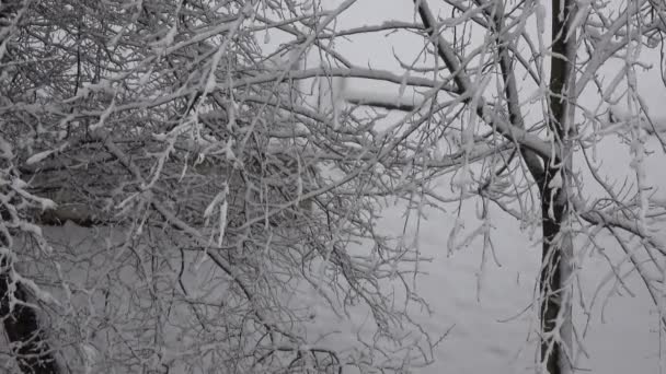 树枝上覆盖着雪 雪地里的森林 — 图库视频影像