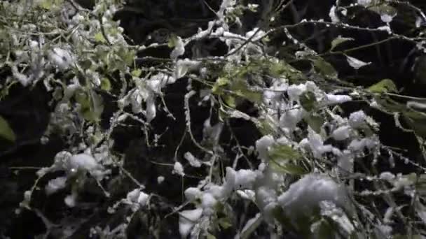 Rami Degli Alberi Sono Coperti Neve Stagione Invernale Foresta Nella — Video Stock