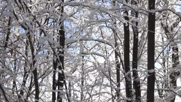 Karla Kaplı Güzel Ağaçlar Mavi Gökyüzü Kış Zamanı Kardaki Orman — Stok video