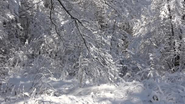 木の枝は雪で覆われている 冬の季節 雪の中の森 — ストック動画