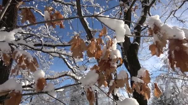 Podzimní Listy Dubu Pokryté Sněhem Zimní Sezóna Les Sněhu — Stock video