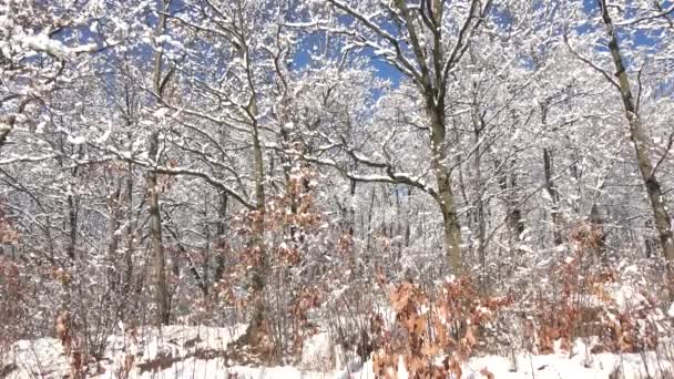 Gyönyörű Táj Fák Borított Kék Téli Idő Erdő Hóban — Stock videók