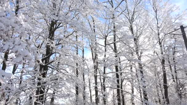Krásná Krajina Stromů Pokrytá Sněhem Modrou Oblohou Zimní Čas — Stock video