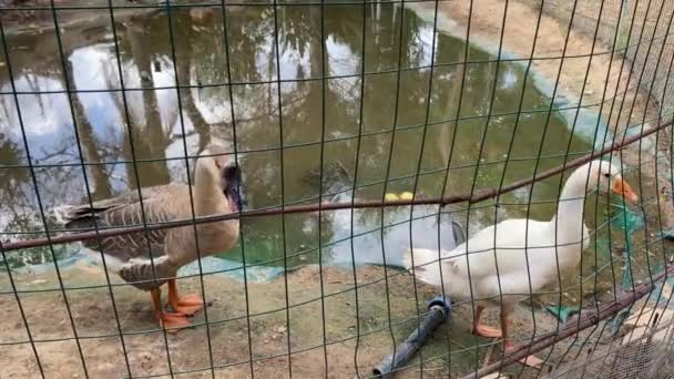 Um par de patos trancados em cativeiro numa gaiola — Vídeo de Stock