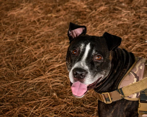 Vriendelijk Zwart Amerikaanse Pitbull Hond Met Gelukkig Gezicht Tong Uit Rechtenvrije Stockfoto's