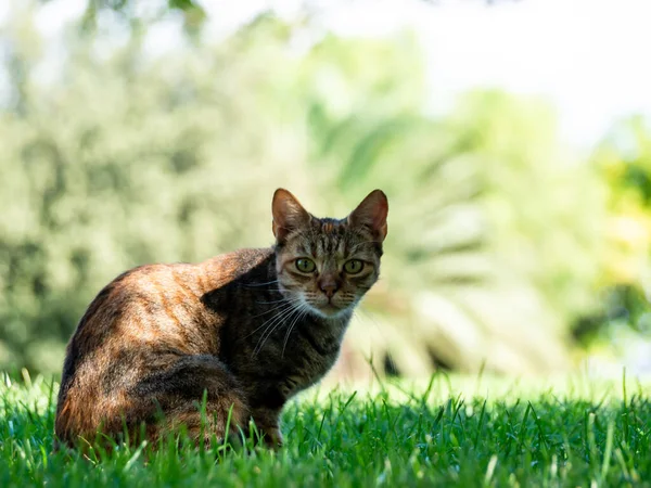 Kahverengi Kedi Dışarıda Çimenlerde Oynar Kameraya Komik Bir Ifadeyle Bakar — Stok fotoğraf
