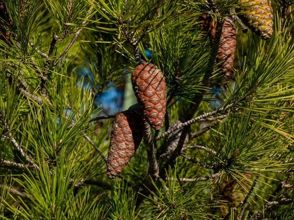 소나무 근접촬영 솔방울 솔방울 나뭇가지에 — 스톡 사진