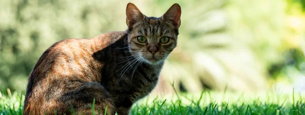 Braune Katze Spielt Freien Auf Dem Rasen Und Blickt Mit — Stockfoto