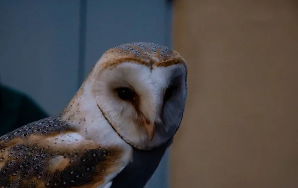 Portrait Small Domestic Barn Owl While Looking Camera — Fotografia de Stock