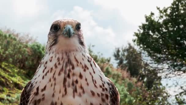 Peregrine falcon frontal close up portrait — стоковое видео
