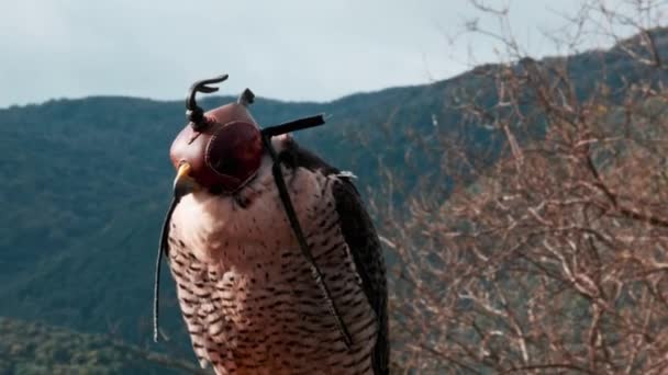 Peregrine falcon close up front portrait with leather hood — Vídeos de Stock