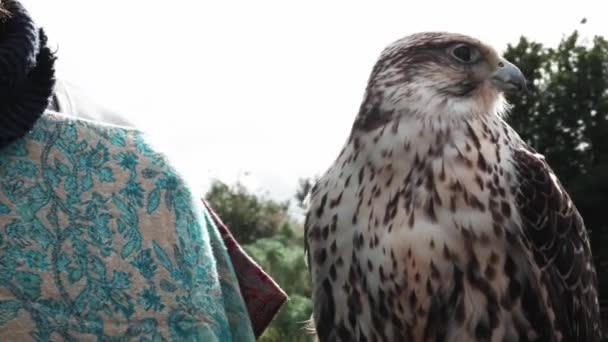 Falcon and falconer during an explanation on training falcons — Vídeos de Stock
