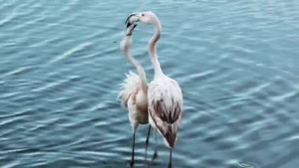 Two young flamingos with white plumage are fighting — Stock Video