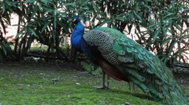 Çayırdaki tavus kuşu güneşte dinleniyor.