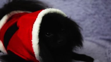 Siyah Pomeranian Noel kostümü giymiş bir kanepede oturuyor.
