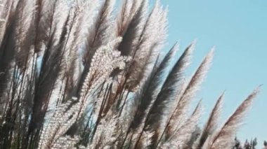 Bir yaz günü Arundo Donax Çalılığı