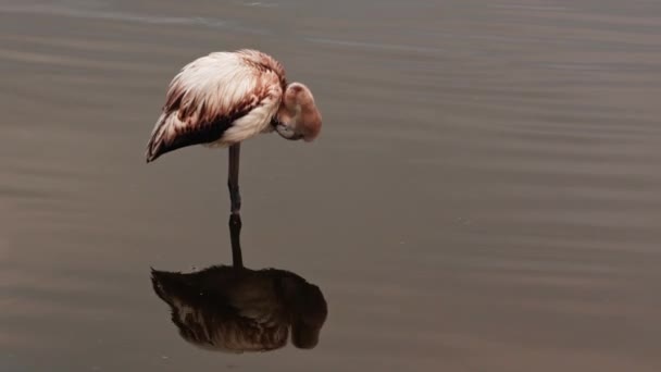 Joven flamenco con plumaje blanco pasea por el lago — Vídeos de Stock