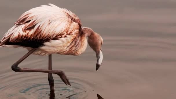 Young flamingo with white plumage walks in the lake — Stock Video