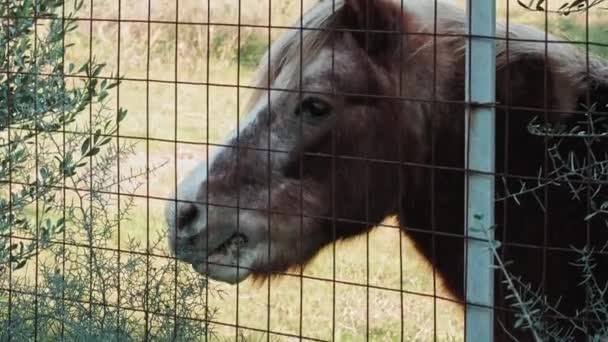 Człowiek karmi młodego konia kucykiem z trawą za płotem — Wideo stockowe