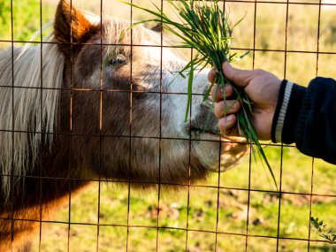 Bir yaz günü bir adamın elleriyle çimen yedirirken midilli atının portresini kapat.