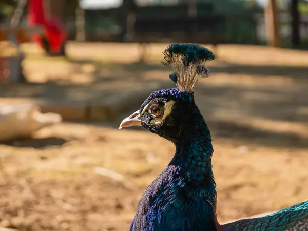 Close Portretprofiel Van Een Mannelijke Pauw Natuur — Stockfoto