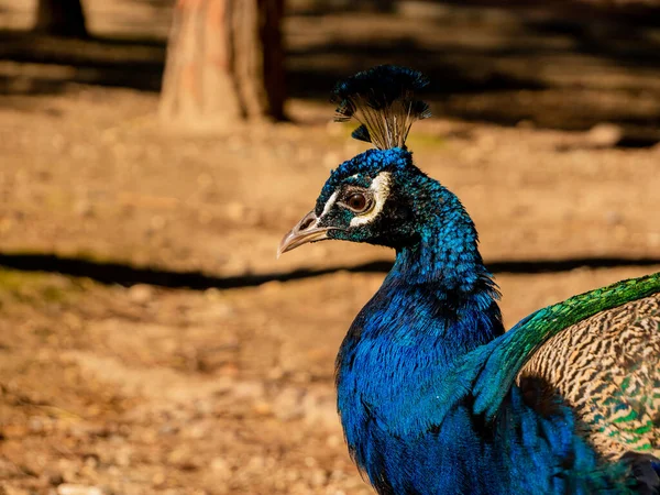 Perfil Retrato Primer Plano Pavo Real Macho Naturaleza — Foto de Stock