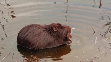 Coypu su kemirgeni suda yüzer.
