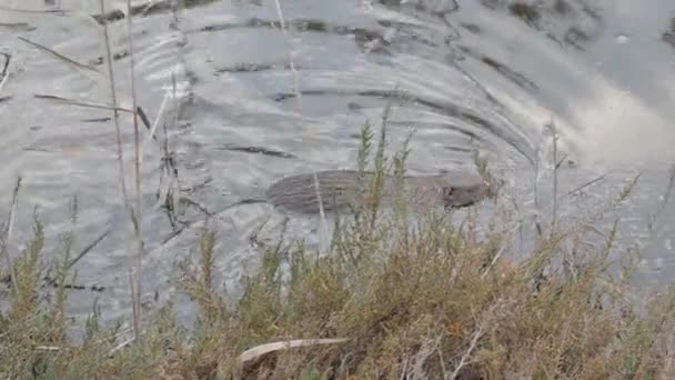 Rodent coypu swims in the water of a lake or pond — Stock Video