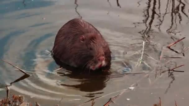 Coypu aquatic rodent swims in the water — Stock Video