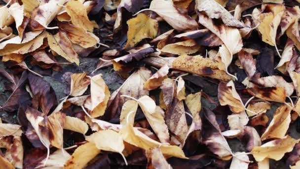 Schuss Boden mit herbstlich orangefarbenen Blättern — Stockvideo