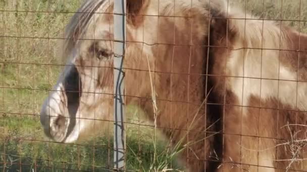 金属製の柵の後ろにいるポニーの馬の頭を撃ち — ストック動画