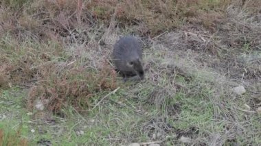 Coypu kemirgeni yiyecek aramak için çayırda yürür.