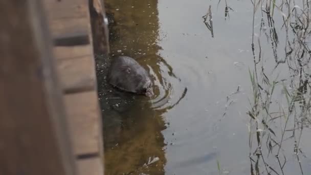 Coypu en el agua mientras come alimentos en su hábitat natural — Vídeos de Stock