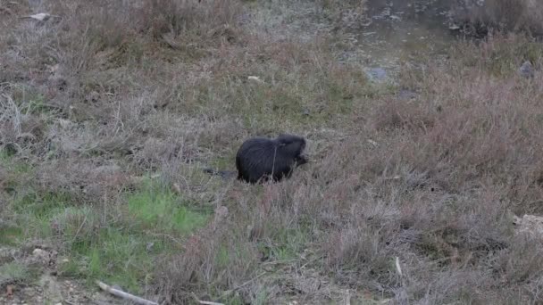 Roedor coypu camina en el prado en busca de comida — Vídeos de Stock