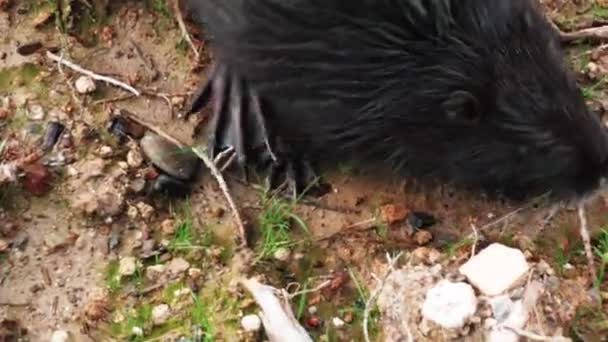Койпу грызун прогуливается по лугу в поисках еды вблизи — стоковое видео