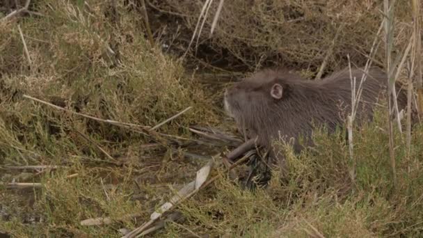 Койпу грызун прогуливается по газону в поисках еды, нюхающей воздух — стоковое видео