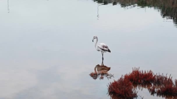 Young flamingo with white plumage remains standing in the lake water — Stock Video