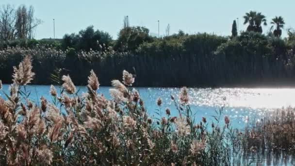 Caña cama en las orillas de un lago en la naturaleza con agua brillante — Vídeo de stock