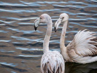 İki genç flamingo suyun üzerinde birlikte duruyor.
