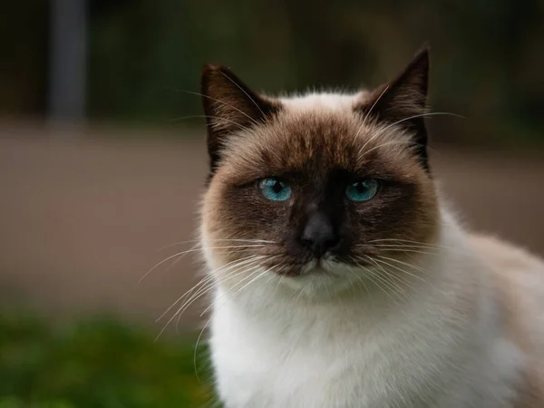 Porträt Nahaufnahme Gesicht entzückende siamesische Katze mit blauen Augen — Stockfoto