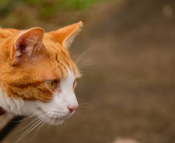 Perfil retrato jengibre gato mientras mira hacia otro lado — Foto de Stock