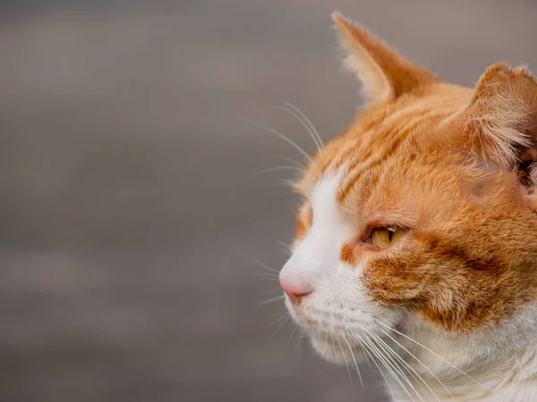 Perfil retrato gengibre gato enquanto olhando para longe — Fotografia de Stock