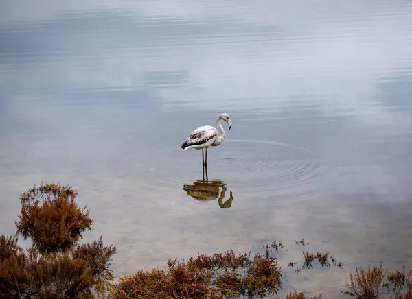 Young Specimen Solitary Flamingo Profile Remains Standing Shallow Water Pond — Stock Photo, Image